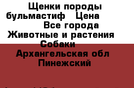 Щенки породы бульмастиф › Цена ­ 25 000 - Все города Животные и растения » Собаки   . Архангельская обл.,Пинежский 